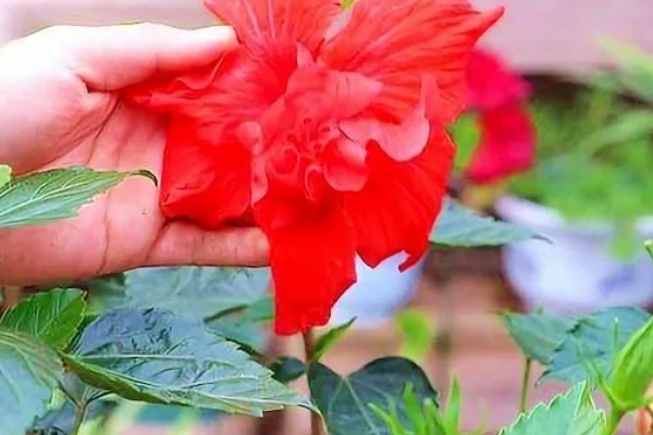 扶桑花的修剪季节，以春季和秋季为宜