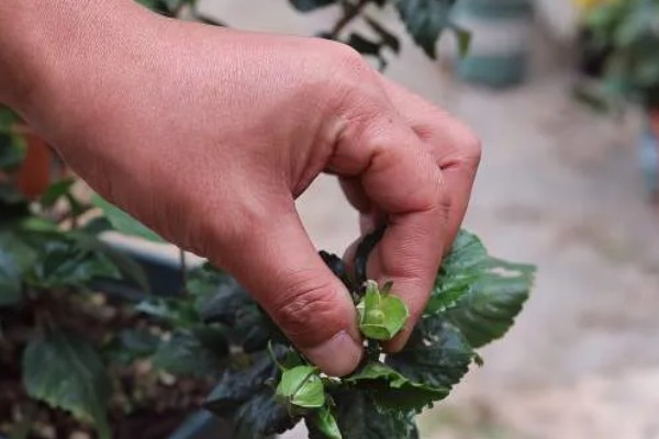 扶桑花的修剪季节，以春季和秋季为宜