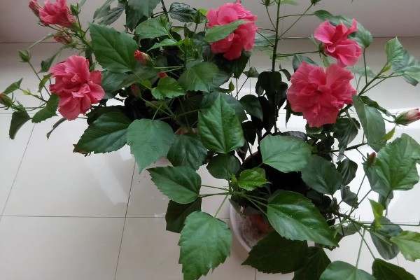 扶桑花的修剪季节，以春季和秋季为宜