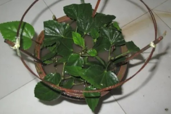 扶桑花的修剪季节，以春季和秋季为宜