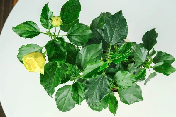 扶桑花的修剪季节，以春季和秋季为宜