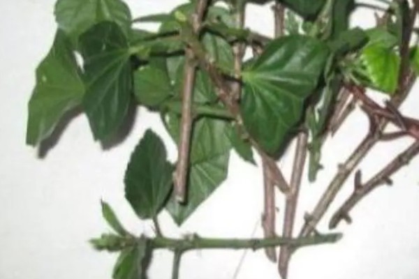 扶桑花的修剪季节，以春季和秋季为宜