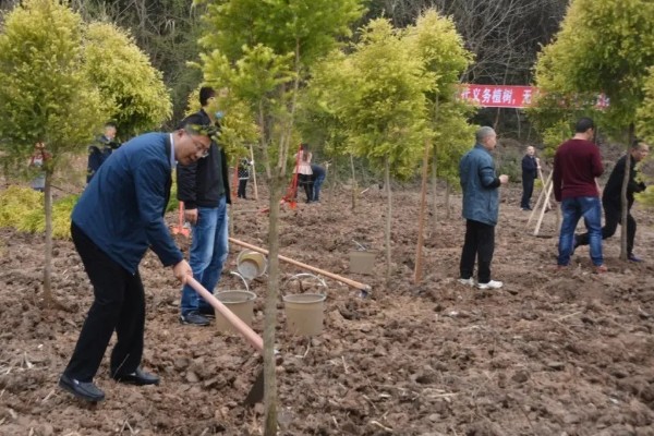 植树的意义，可以保护生态