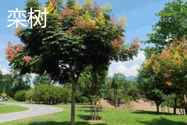 植树的意义，可以保护生态