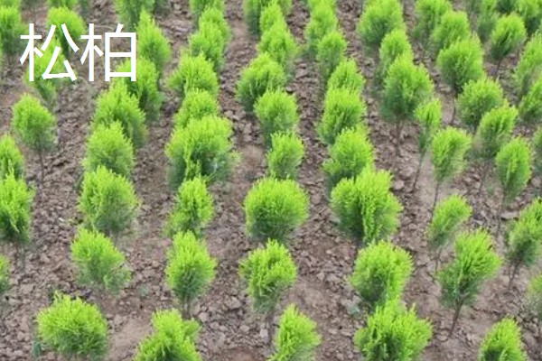 植树的意义，可以保护生态