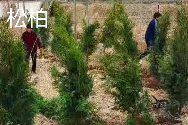 植树的意义，可以保护生态