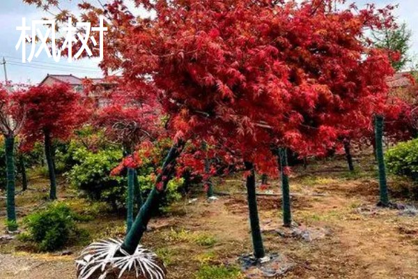 植树的意义，可以保护生态