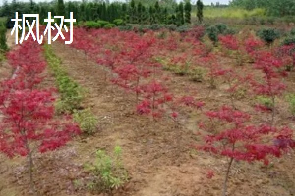 植树的意义，可以保护生态