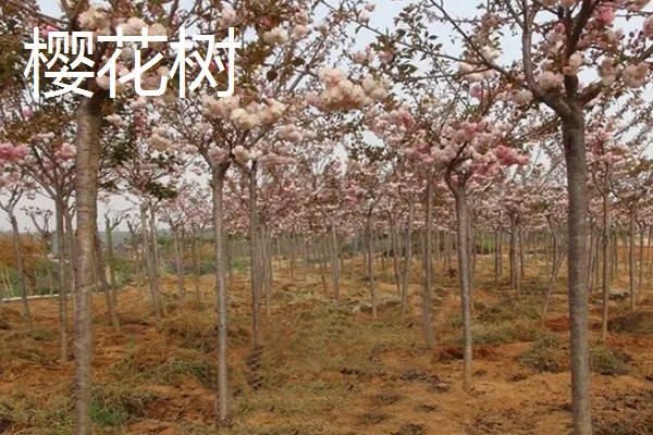 植树的意义，可以保护生态