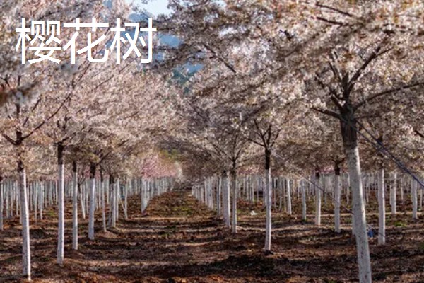 植树的意义，可以保护生态