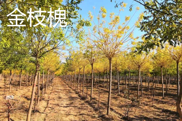 植树的意义，可以保护生态