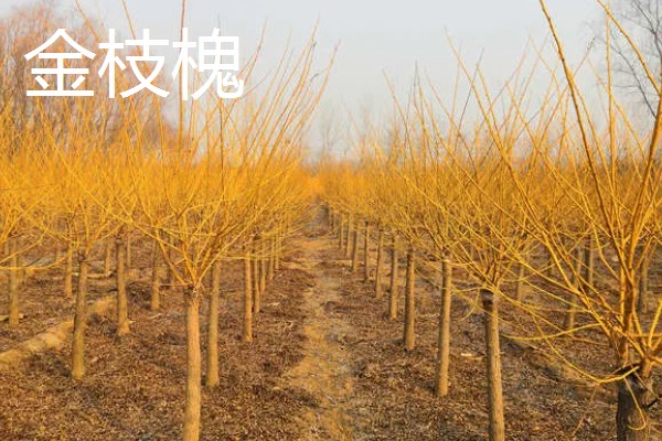 植树的意义，可以保护生态