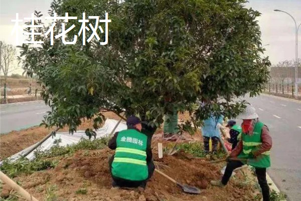 植树的意义，可以保护生态