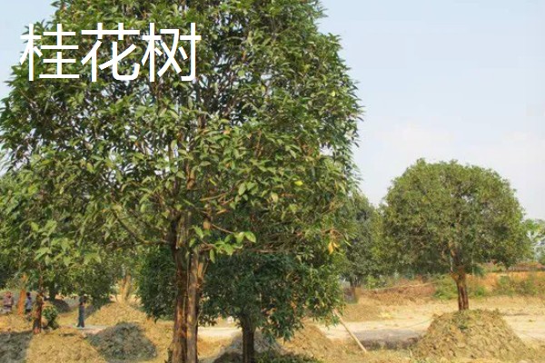 植树的意义，可以保护生态