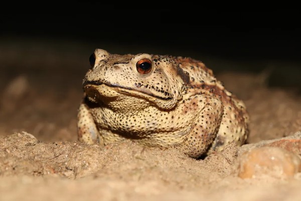 蟾蜍是癞蛤蟆吗，它们是同一种动物