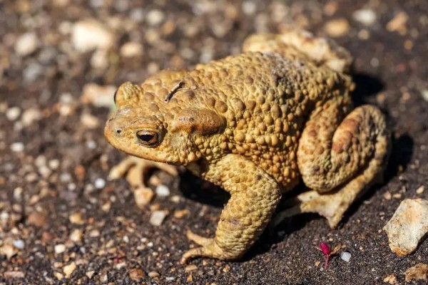 蟾蜍是癞蛤蟆吗，它们是同一种动物