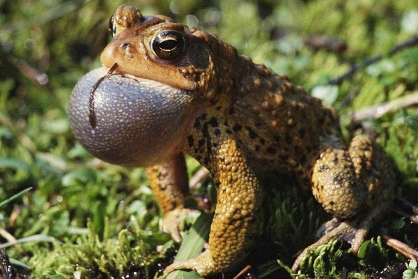 蟾蜍是癞蛤蟆吗，它们是同一种动物