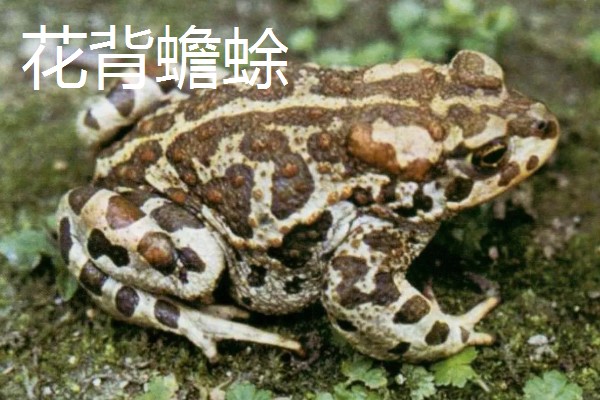 蟾蜍是癞蛤蟆吗，它们是同一种动物