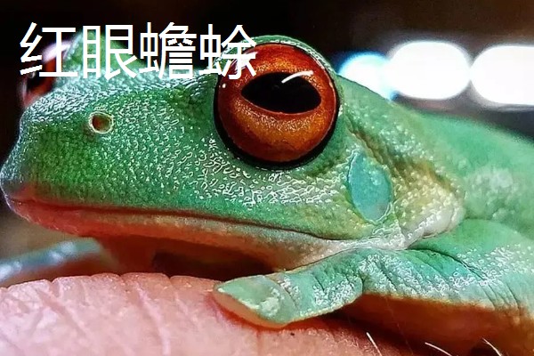 蟾蜍是癞蛤蟆吗，它们是同一种动物