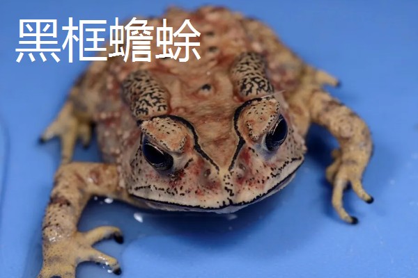 蟾蜍是癞蛤蟆吗，它们是同一种动物