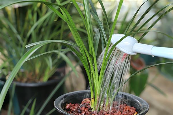 兰花叶片发黄如何解决，空气干燥可喷水增湿