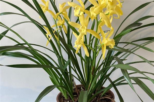 兰花叶片发黄如何解决，空气干燥可喷水增湿
