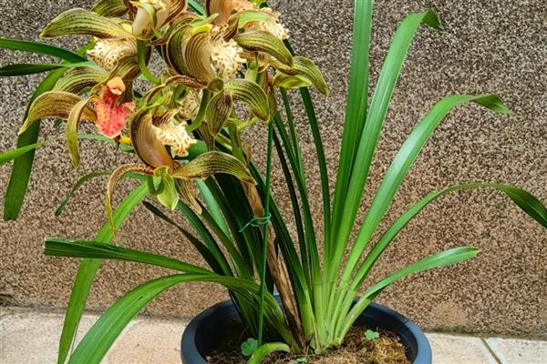 兰花叶片发黄如何解决，空气干燥可喷水增湿