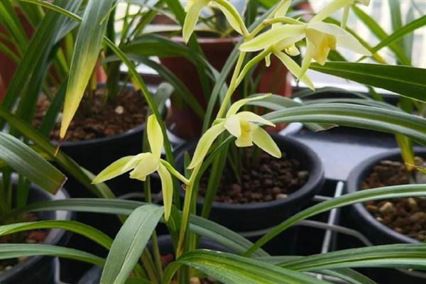 兰花叶片发黄如何解决，空气干燥可喷水增湿