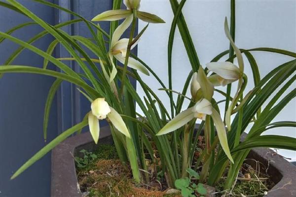 兰花叶片发黄如何解决，空气干燥可喷水增湿