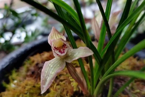 兰花叶片发黄如何解决，空气干燥可喷水增湿