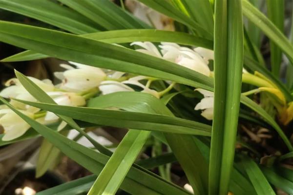 兰花叶片发黄如何解决，空气干燥可喷水增湿