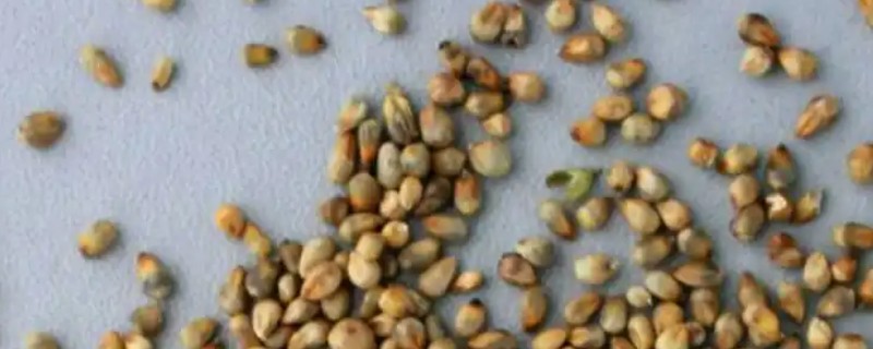 皇竹草种子怎么挑选，要挑选饱满的种子