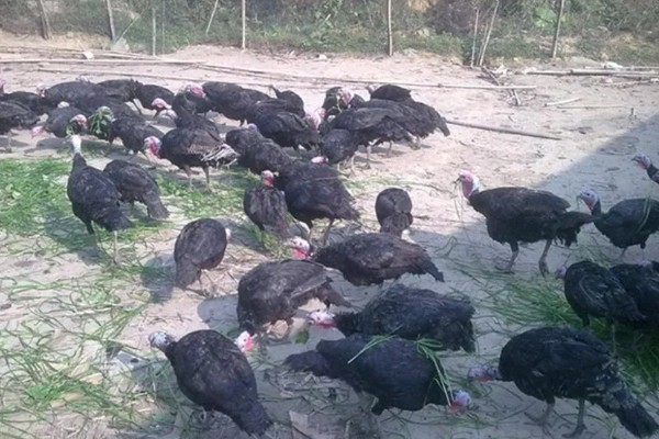 火鸡如何繁殖,成年后会自行繁殖