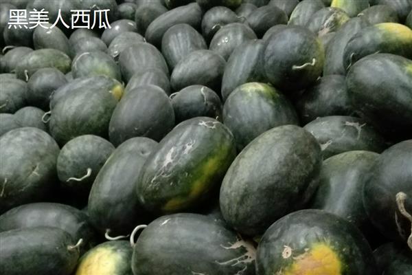 黑美人西瓜的栽培技术，选择有机质含量丰富的沙壤土种植