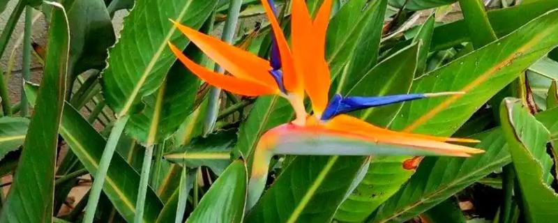 鹤望兰的开花时间，一般在冬季开放