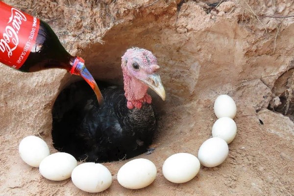 火鸡如何繁殖,成年后会自行繁殖