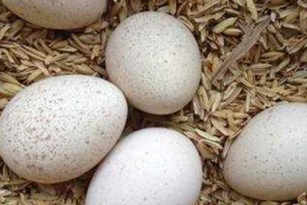 火鸡如何繁殖,成年后会自行繁殖