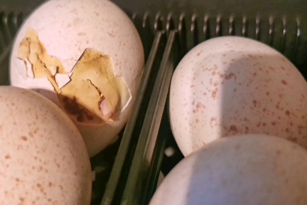 火鸡如何繁殖,成年后会自行繁殖