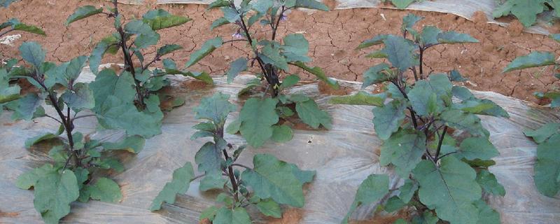 茄子为什么会干叶，可能是发生了斑枯病、褐斑病等病害