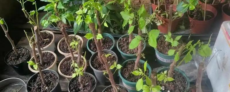 小三角梅在几月插枝，可以在4月或8月进行