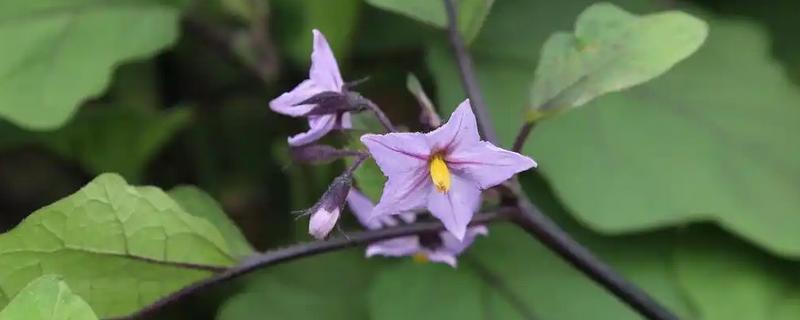 茄子怎么人工授粉，可以用毛笔、授粉器授粉