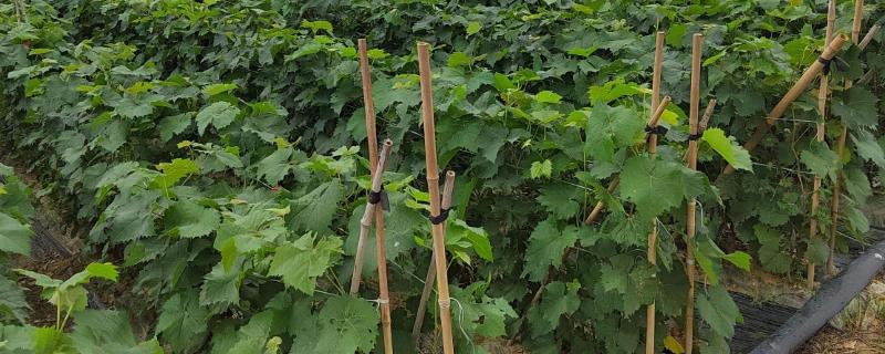 葡萄苗僵苗如何处理，出现积水要及时排水并翻松土壤