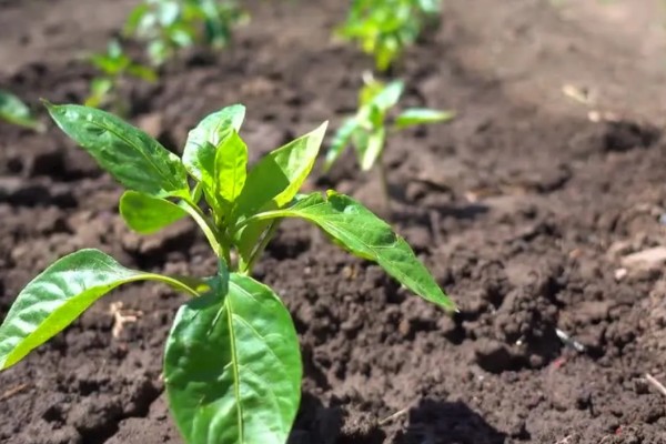 辣椒留根第二年还可以用吗，第二年不能够继续使用