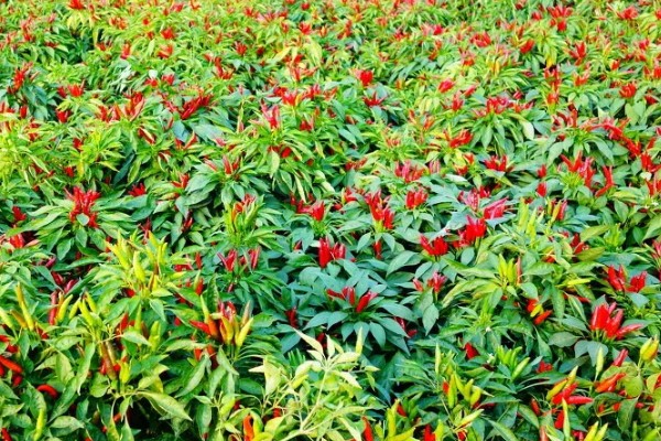 辣椒留根第二年还可以用吗，第二年不能够继续使用