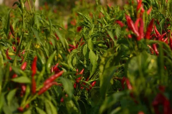 辣椒留根第二年还可以用吗，第二年不能够继续使用