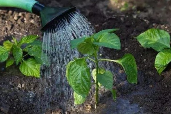 辣椒留根第二年还可以用吗，第二年不能够继续使用