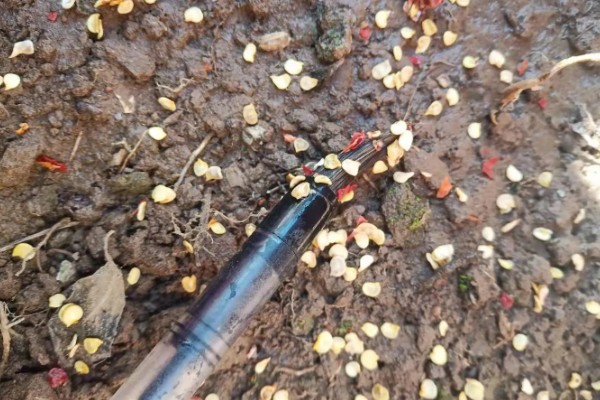 辣椒留根第二年还可以用吗，第二年不能够继续使用