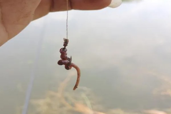 黑坑钓罗非鱼选择哪种饵料，蚯蚓和动物内脏是适宜选择