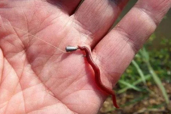 黑坑钓罗非鱼选择哪种饵料，蚯蚓和动物内脏是适宜选择