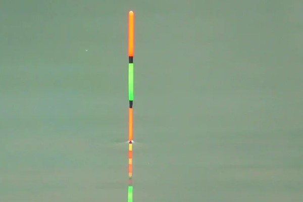 黑坑钓罗非鱼选择哪种饵料，蚯蚓和动物内脏是适宜选择